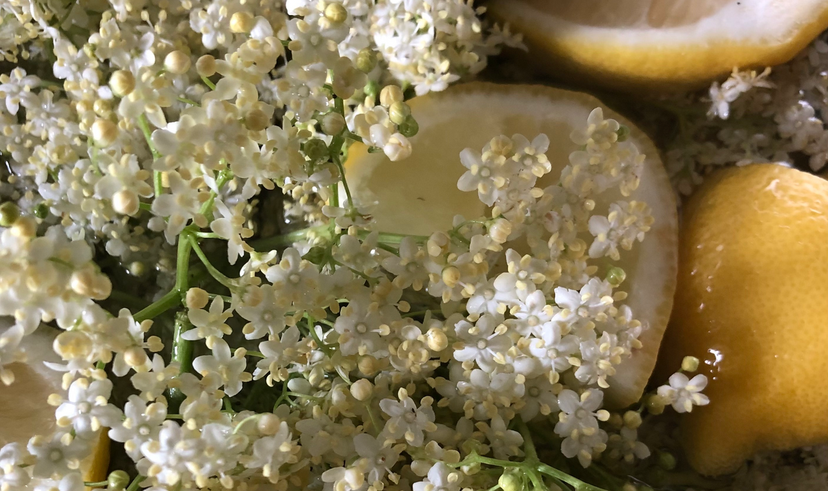 Elderflower Cordial The Taste And Smell Of Summer Perfino